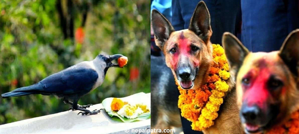 आज काग र कुकुर तिहार मनाइँदै