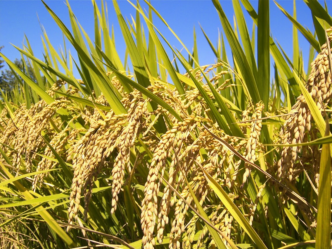 यो वर्ष धान उत्पादन झण्डै ५ लाख टन घट्यो